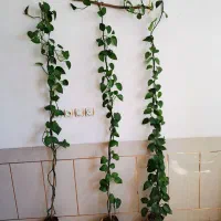 گل پتوس گل اشکی گل بگونیا خالدار شاداب پر ریشه|گل و گیاه طبیعی|نجف‌آباد, سعدی|دیوار