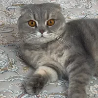 گربه ی ملوس