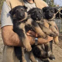 واگذاری ژرمن اصیل