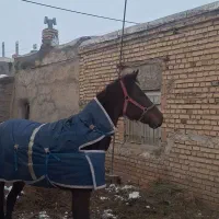 مادیون ۷ ساله