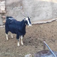 فروش ی راس بز جوان