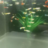 ماهی گوپی گلدن یلو|ماهی|اصفهان, ملکشهر|دیوار