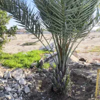 فروش زمین ۲هزار متری سند دارچاه تلخ جنوبی
