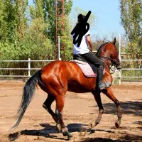 پرشی  دوسر  اخته