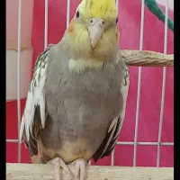 عروس هلندی|پرنده|سرپل ذهاب, |دیوار