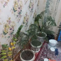 گل کاکتوس و سانس