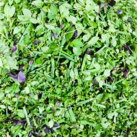 پخس سبزی خوردن پاک شده