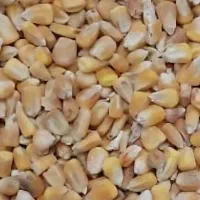 ذرت و جو دامی درجه یک بارگیری فوری بالای ۲۵ تن