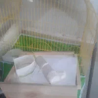 قفس پرنده|لوازم جانبی حیوانات|رشت, پاره بیجار|دیوار