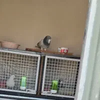 کفتر سبز دم سفید گم شد