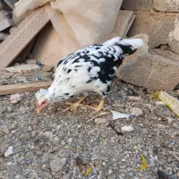 مرغ خروس گلین زیر مرغی