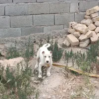 توله سگ نژاد دار