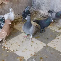 کفتر گرفتنی|پرنده|شیراز, تل حسین‌آباد|دیوار