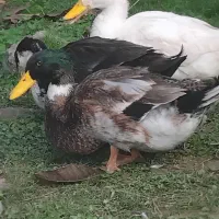 ۴۰ عدد اردک نر|حیوانات مزرعه|رشت, فلسطین|دیوار