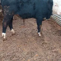 گوساله نرسیمینتال