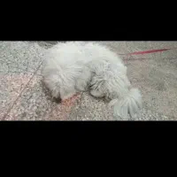 شیتزو زرنگ 4سالی