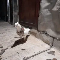 کبوتر معاوضه با طوطی برزیلی مرغ عشق فنچ عروس هلندی|پرنده|محمدشهر, کوی بهار|دیوار