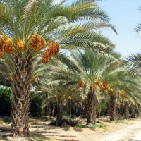 نخل اردنی تنه بلند|خدمات باغبانی و درختکاری|سرپل ذهاب, |دیوار