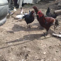 فروش مرغ و خروس لاری اصیل نژاد قصاب|حیوانات مزرعه|تاتار علیا, |دیوار