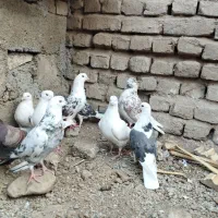 کفتر پرشی|پرنده|مینودشت, |دیوار