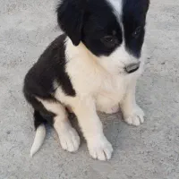 سگ ماده پوز کوتاه فروشی