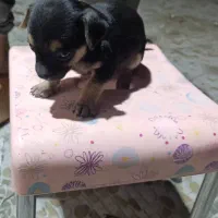 واگذاری توله شی واوا اصل|سگ|زرند, |دیوار