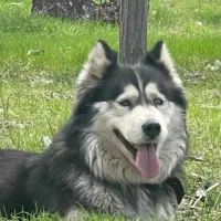 سگ هاسکی اروم