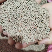 حدود‌۶۰کیلو‌عدس‌تمیز‌وپزا
