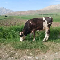 یک راس نوبر سیمینتال اماده کل