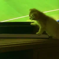 بچه گربه اسکاتیش گلد واکسن خورده و شناسنامه داره|گربه|تهران, سعادت‌آباد|دیوار