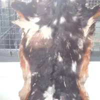 پوست تزئینی