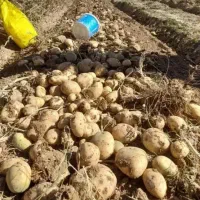 200 کیلو سیب درجه یک جیلی