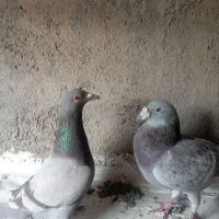 کبوتر پلاکی