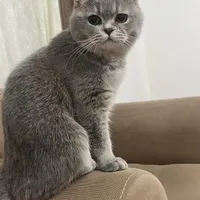 گربه گم شده