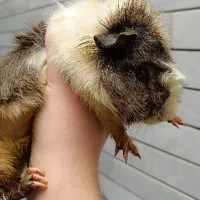 خوکچه هندی|موش و خرگوش|مشهد, حسین‌آباد|دیوار