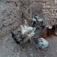 مرغ خروس محلی جوان سرحال فروش می‌رسد