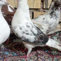 ۶عدد کبوتر.پروندنی|پرنده|شادگان, |دیوار
