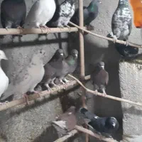 کفتر خوب .قفس .جوجه پرون غلامی|پرنده|ری, ولی آباد|دیوار