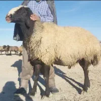 صفحه اصلی بلاگ دامپروری پرورش گوسفند شال بره csre|حیوانات مزرعه|بومهن, |دیوار