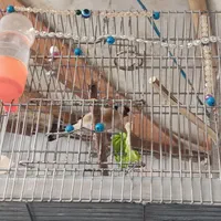 یک عدد سره نر بخون به شرط دهن دار