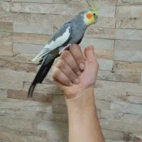 عروس هلندی نر مست دستی|پرنده|اسلام‌شهر, شهرک سالور|دیوار