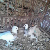 جفت طوقی|پرنده|شهرضا, |دیوار