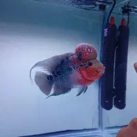 ماهی فلاور رد دراگون