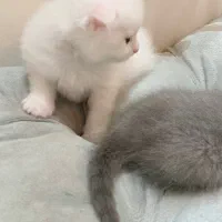 گربه اشرافی اسکاتیش|گربه|تهران, جنت‌آباد مرکزی|دیوار