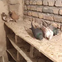 کبوتر پرشی|پرنده|خوی, |دیوار