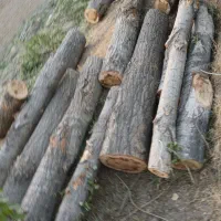 خرید چوب و درخت. میوه ای چنار صنوبر گردو کاج|خدمات باغبانی و درختکاری|کرج, سی متری صنعتکاران|دیوار