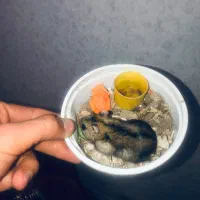 همستر نر