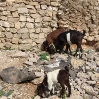 بز داشتی|حیوانات مزرعه|مسجد سلیمان, |دیوار