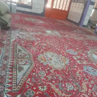 دو عدد قالی ۱۲ متری