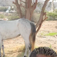 فروش دو اسب نر وماده|اسب و تجهیزات اسبسواری|قشم, |دیوار